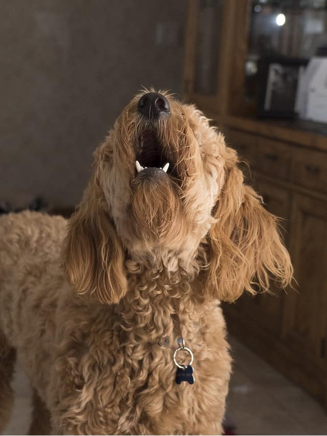 Barking dog
