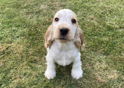 Ollie cocker spaniel puppy